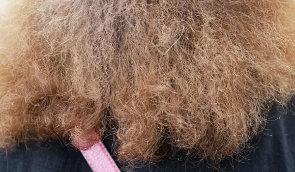 بهترین سرم مو برای موهای خشک و وز ایرانی